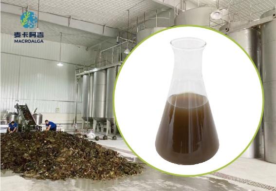 Which China Brown Algae Extract Supplier Is Reliable?